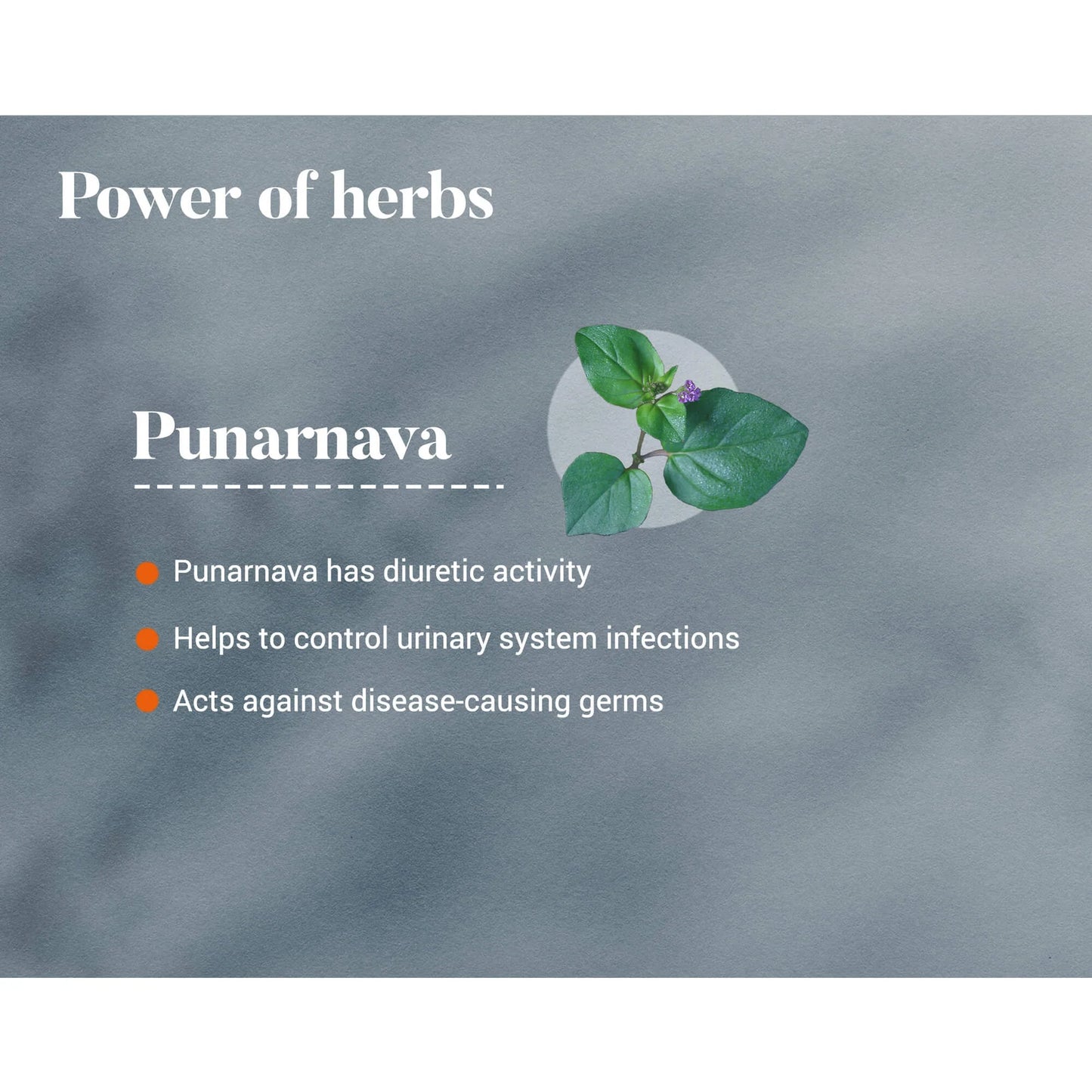 Himalaya's Punarnava
