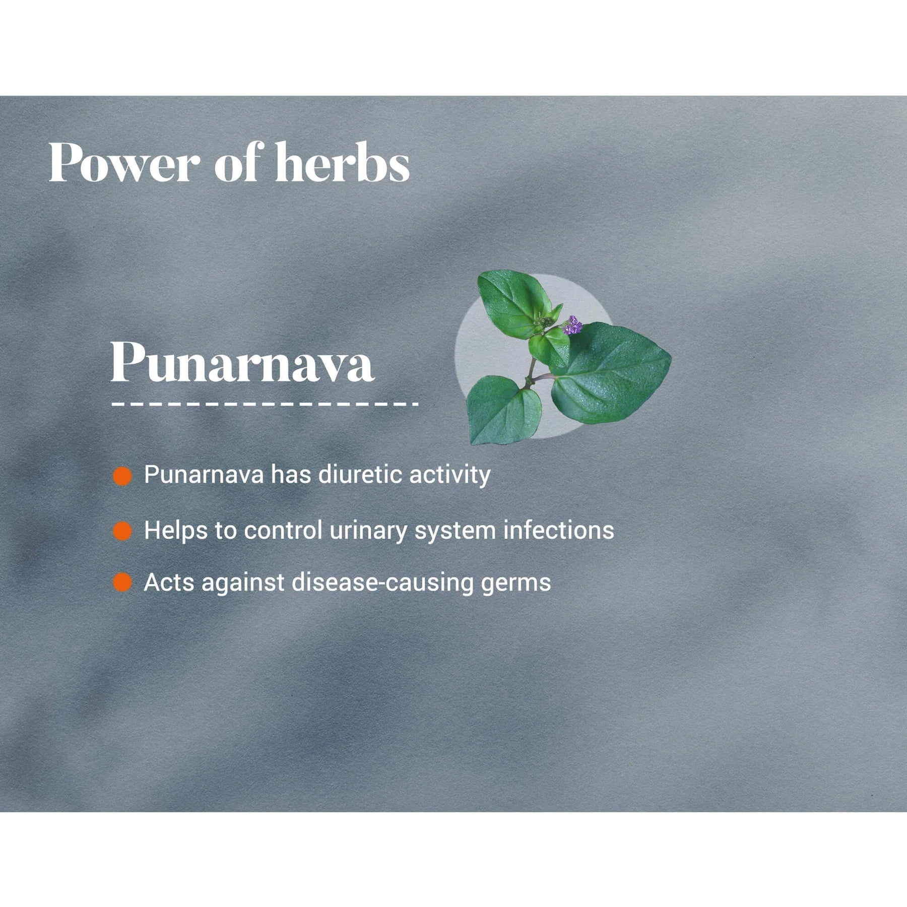 Himalaya's Punarnava