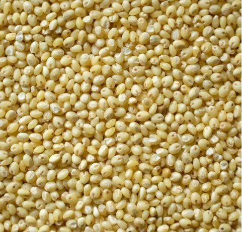 Thalini Panivaragu (Proso) Millet