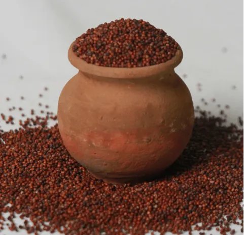 Thalini Ragi (Finger) Millet